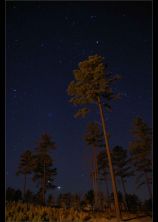 stars & leaning trees.jpg